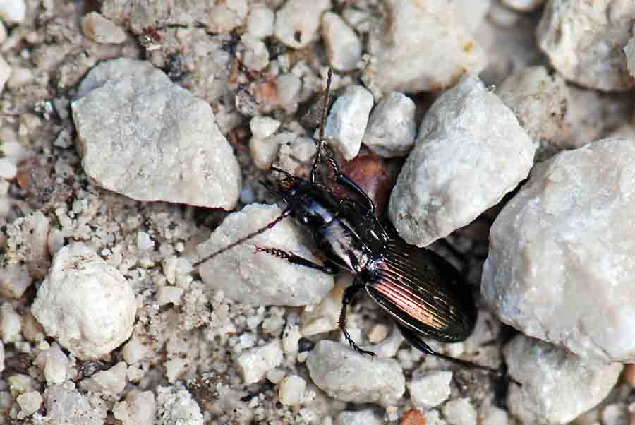 Da Identificare: Pterostichus jurinei